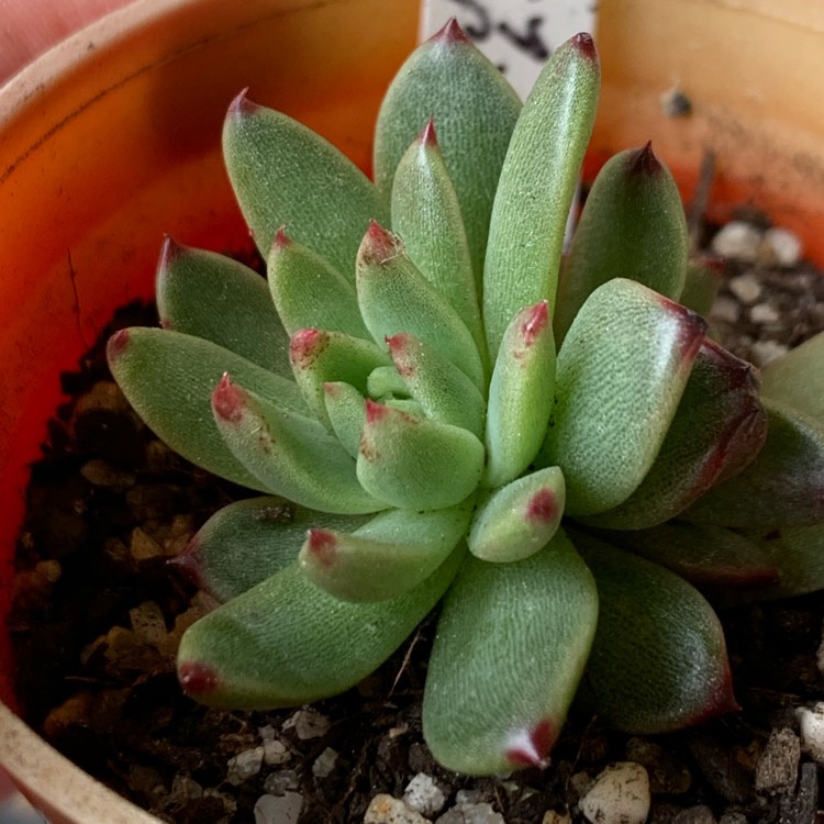 plant image 1414221 plant image 1414221