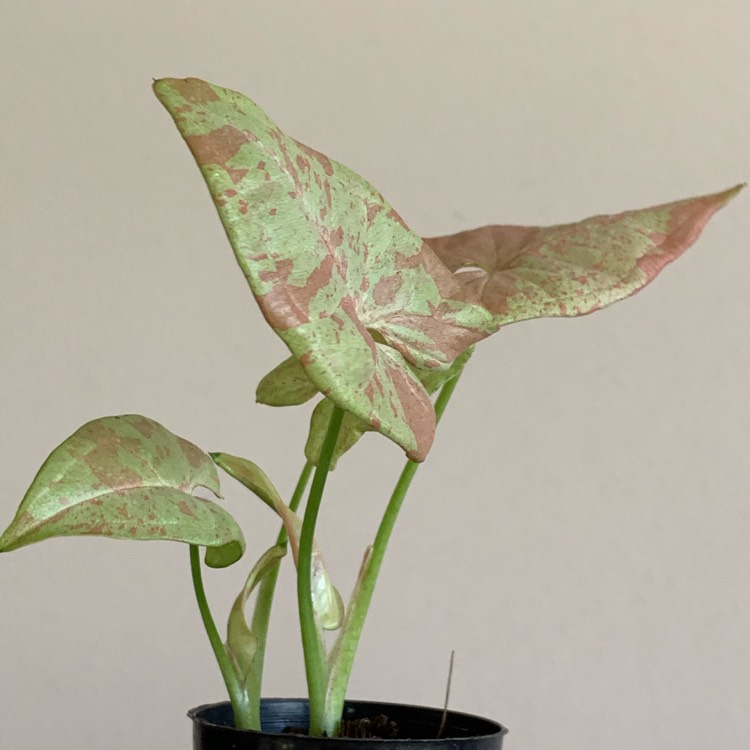 Plant image Syngonium 'Milk Confetti'