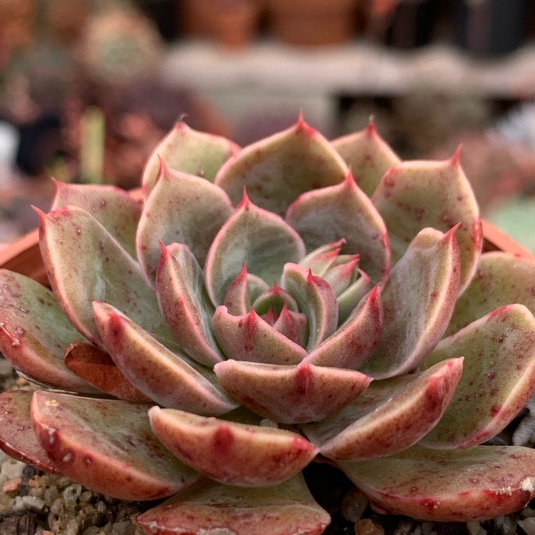 Plant image Echeveria Santa Lewis