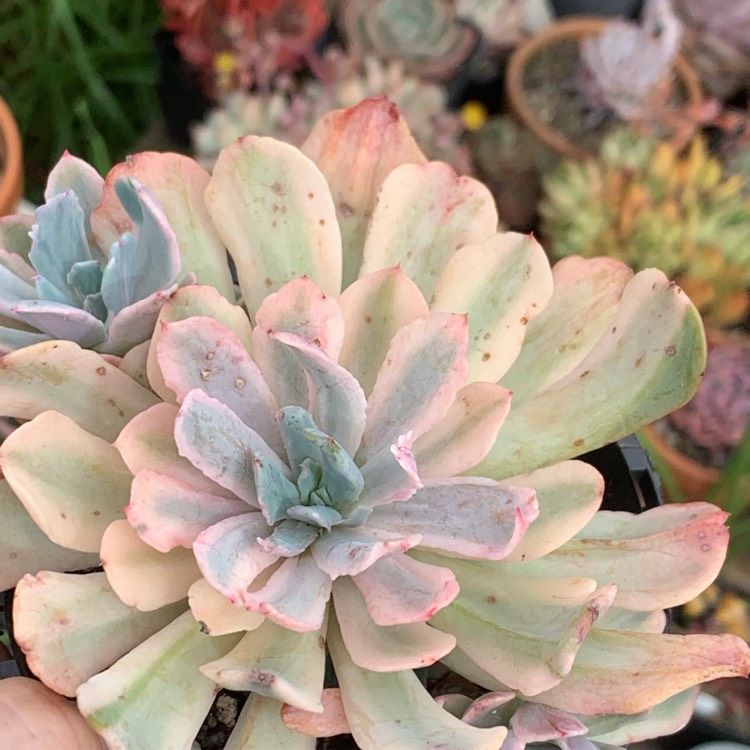 Plant image Echeveria Hoveyi