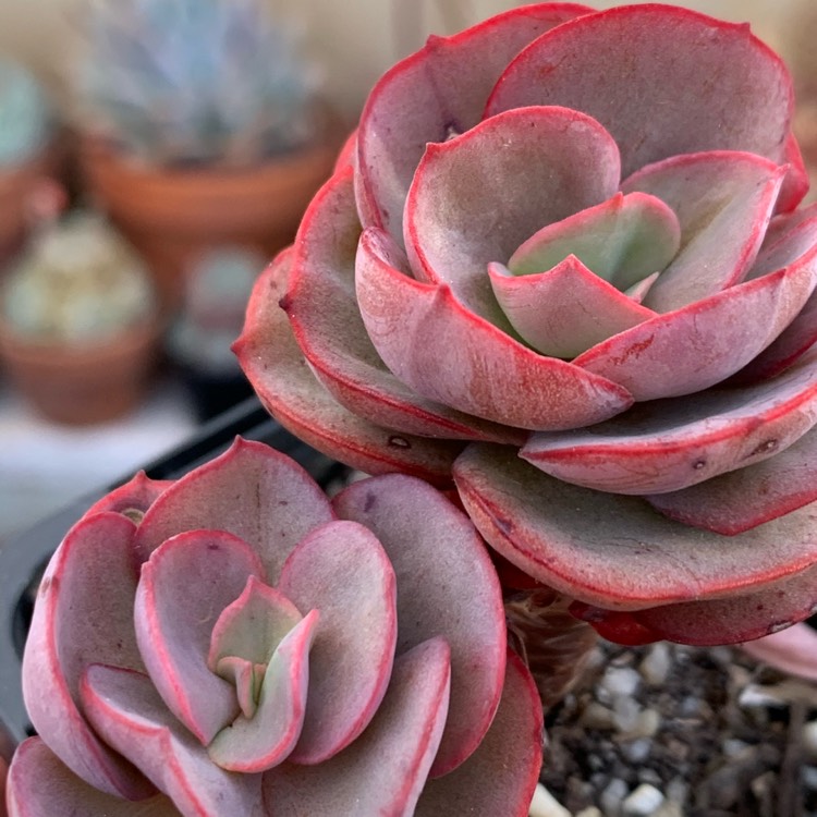 plant image 1419257