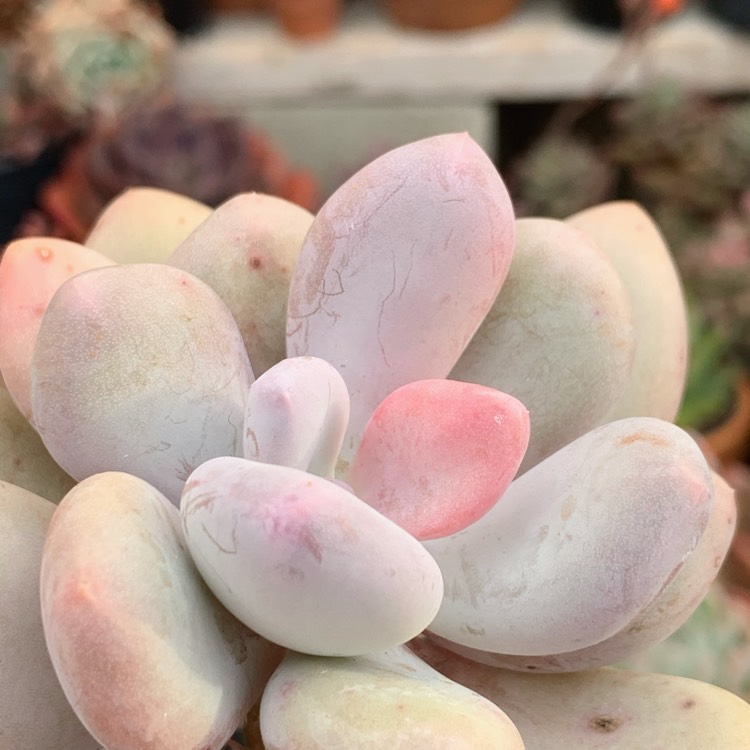 Plant image Pachyphytum Blue Haze
