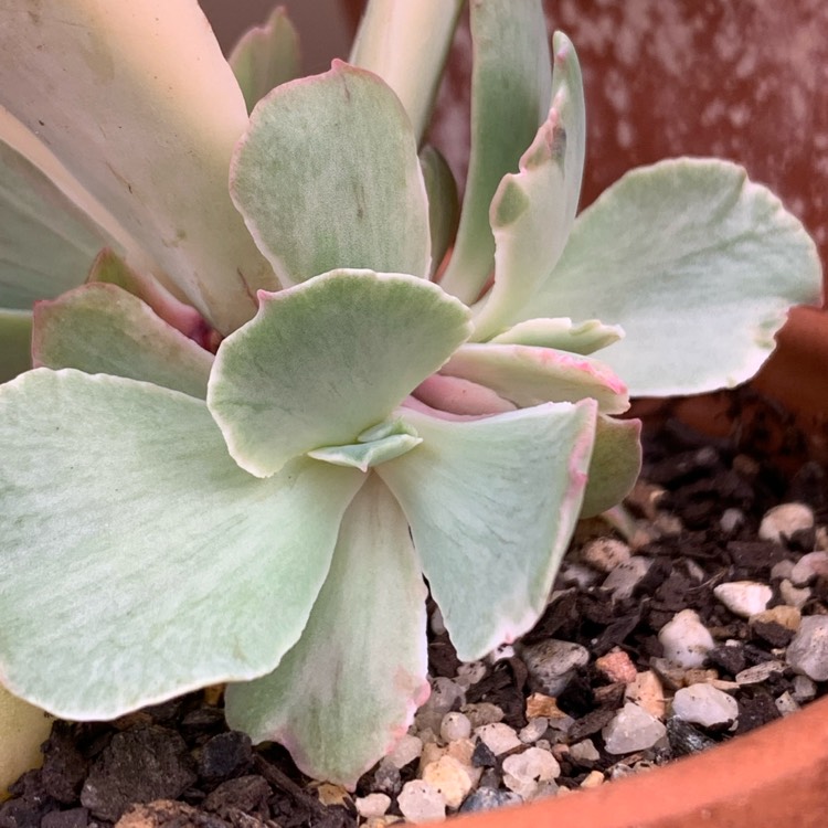 Plant image Echeveria Jippon Moon River