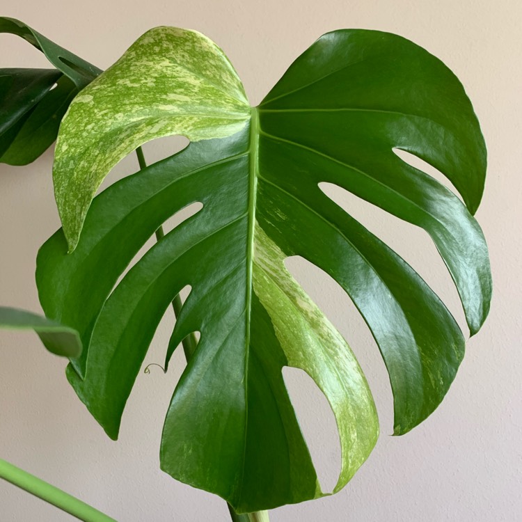 Plant image Monstera deliciosa 'Borsigiana Albovariegata' syn. Monstera borsigiana 'Albovariegata'