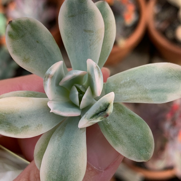 Plant image Echeveria Runyoni Variegata