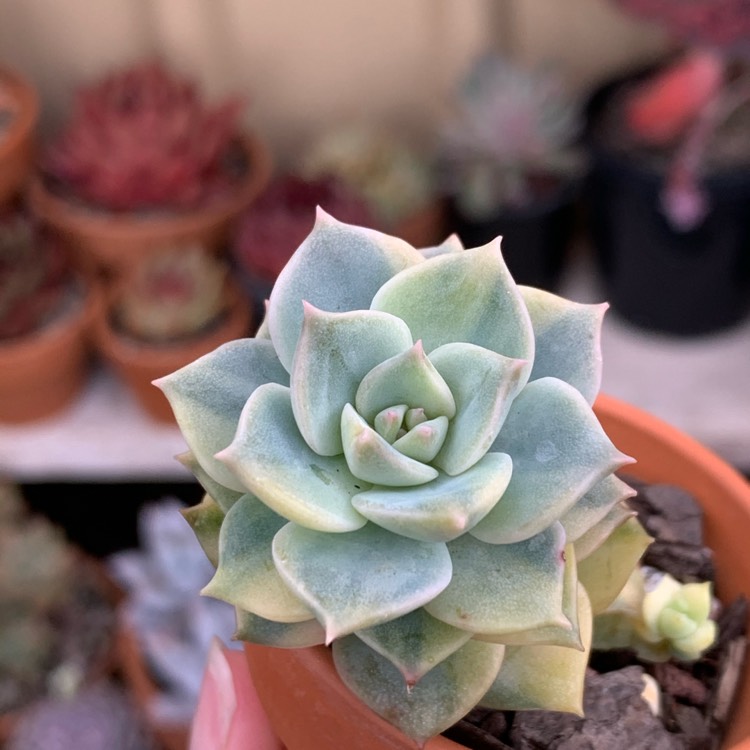 plant image 1449417 plant image 1449417