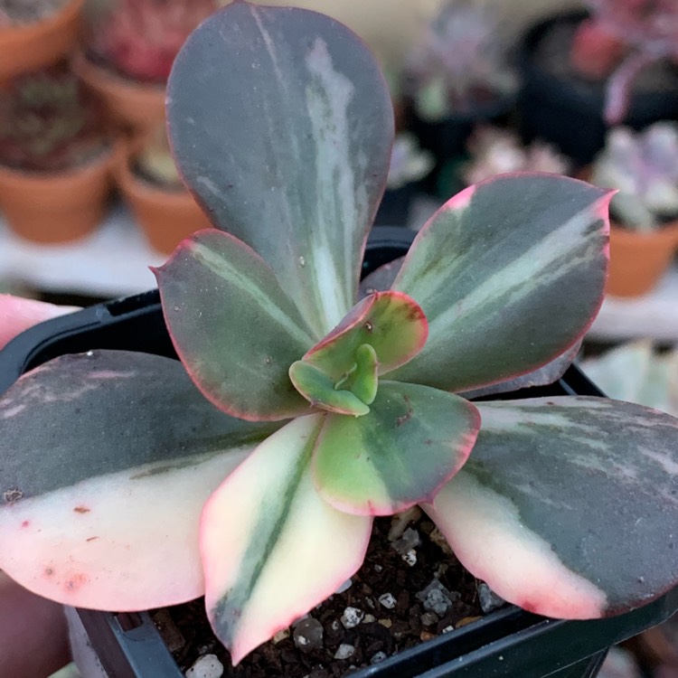 plant image 1453554
