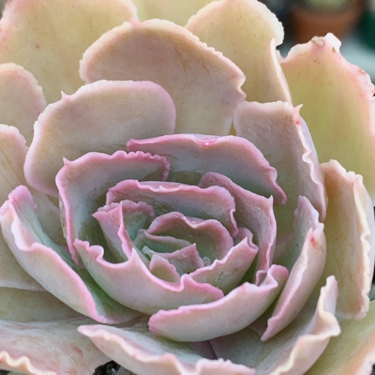 Plant image Echeveria Shaviana Pink Frills