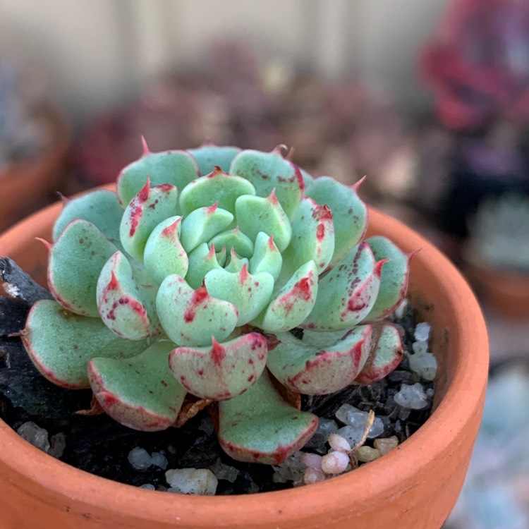 Plant image Echeveria Magic Compass