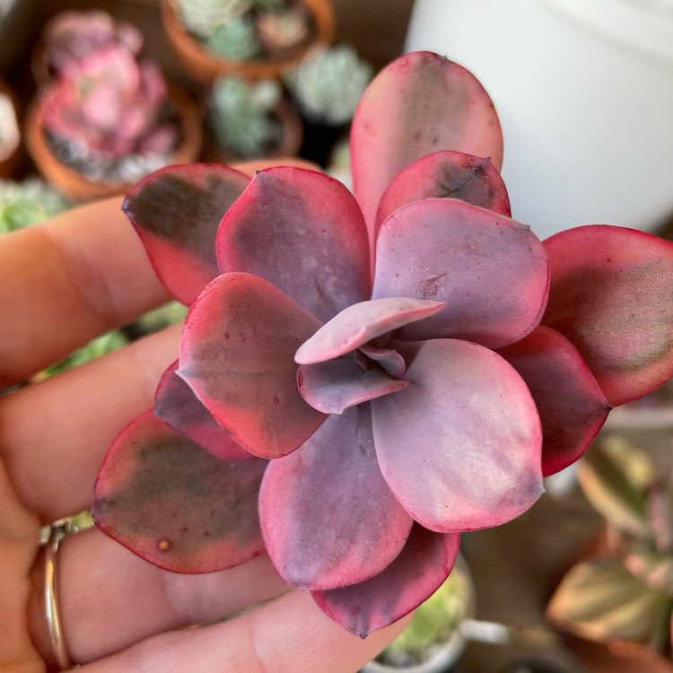 plant image 1523227