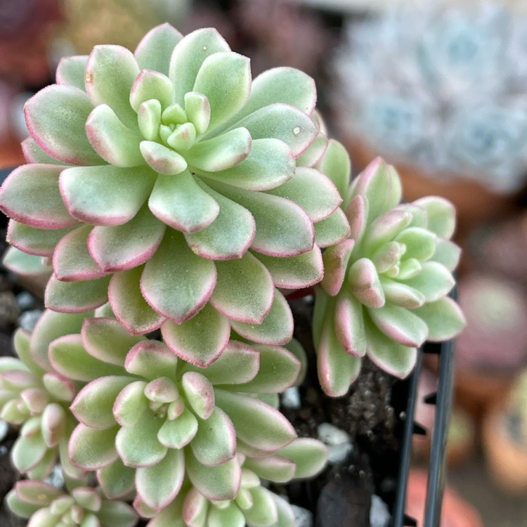 plant image 1527449