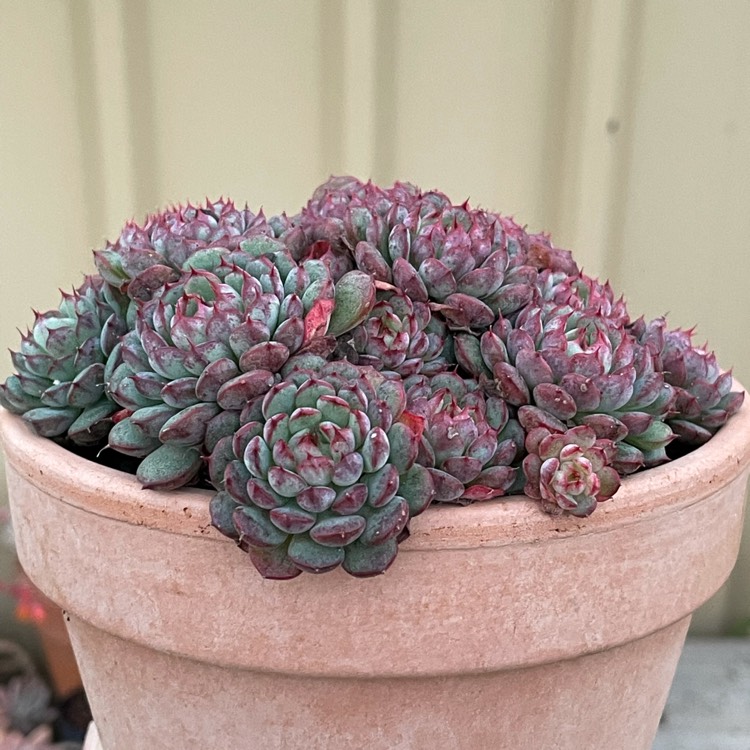 plant image 1532848 plant image 1532848