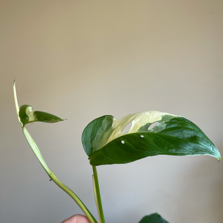 Plant image Monstera adansonii subsp. laniata syn. Monstera friedrichsthalii
