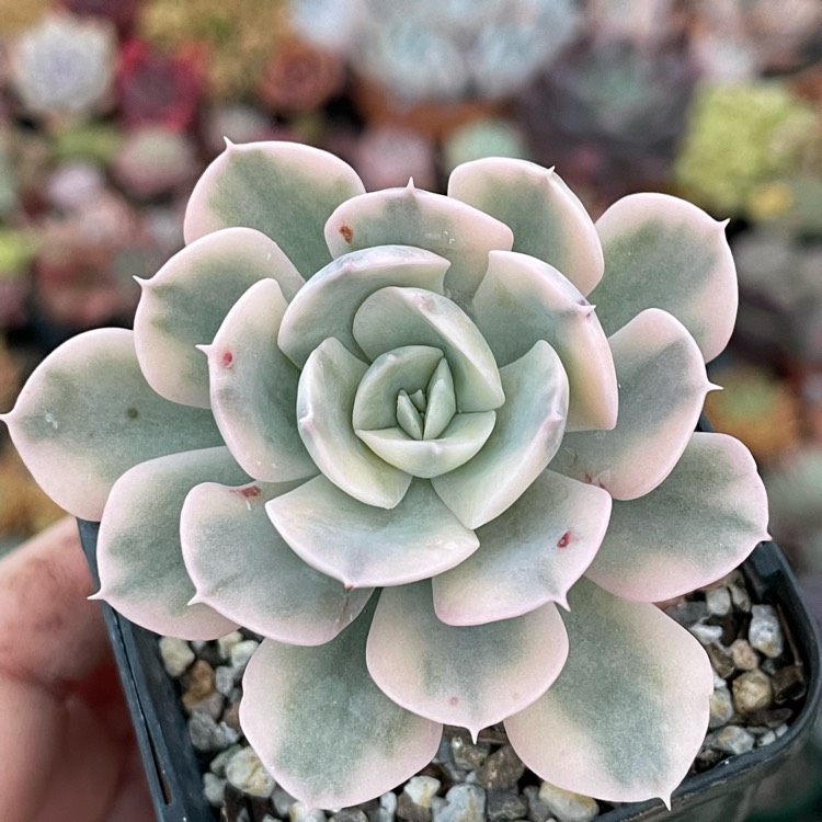 Plant image Echeveria Runyoni Variegata