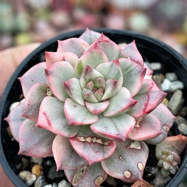 Echeveria Olivia Variegated