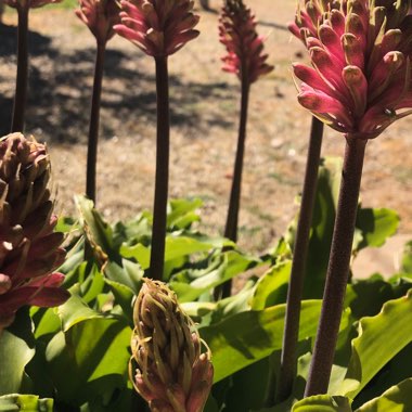 Kerrie's garden