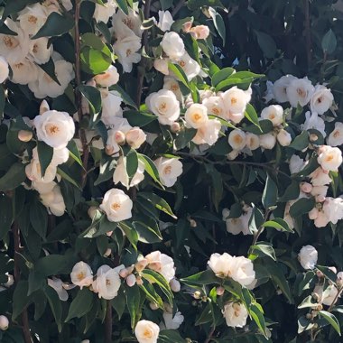 Camellia 