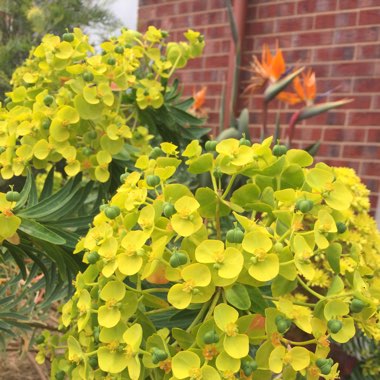 Euphorbia characias subsp. wulfenii syn. Euphorbia wulfenii