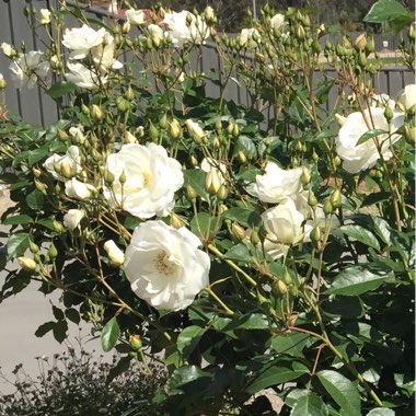 Rose 'Iceberg' (Floribunda)