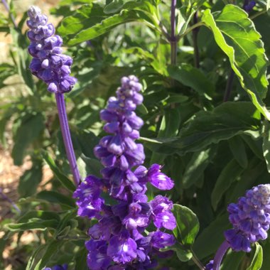 Salvia Royal Blue