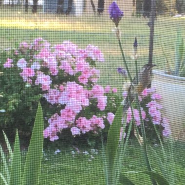 Kerrie's garden
