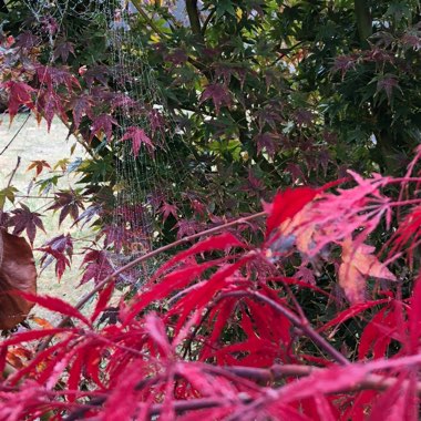 Kerrie's garden