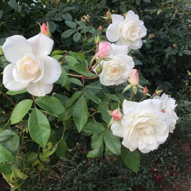 Rose 'Iceberg' (Floribunda)