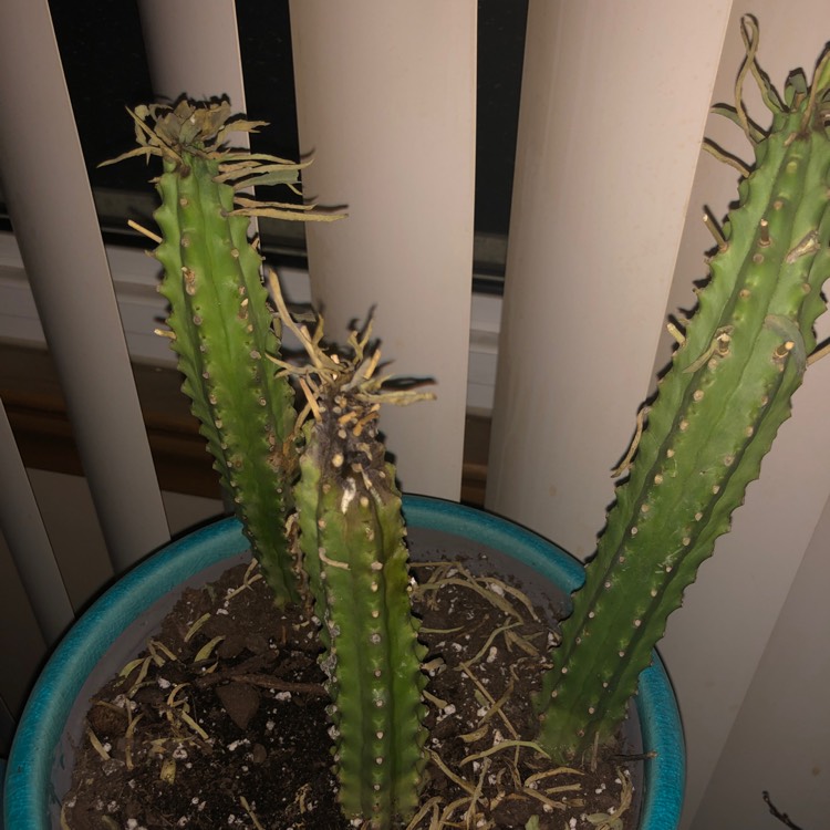 plant image 1031512