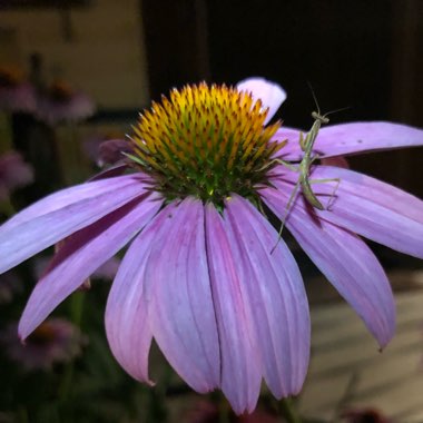 Amanda's garden