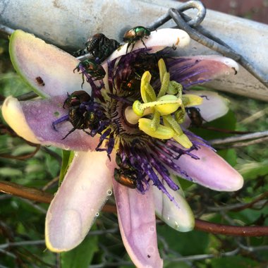 Amanda's garden