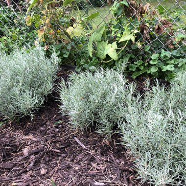 Amanda's garden