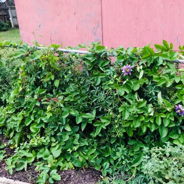 Amanda's garden