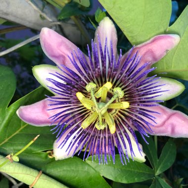 Amanda's garden