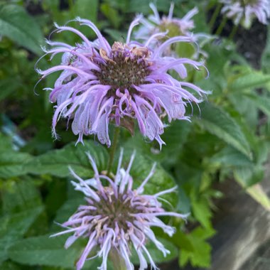 Amanda's garden
