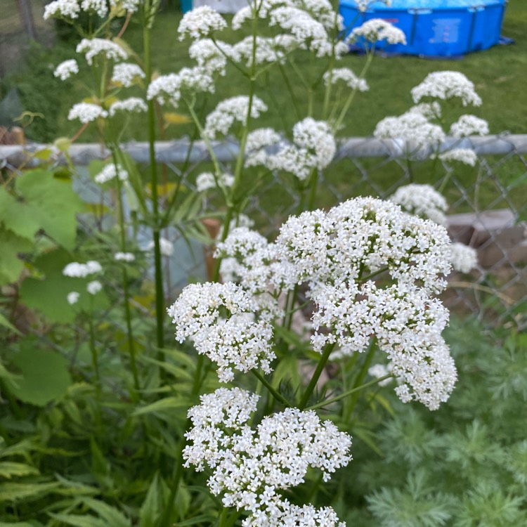 Plant image Valeriana officinalis