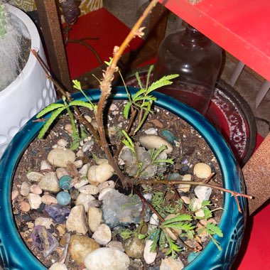 Sensitive Plant