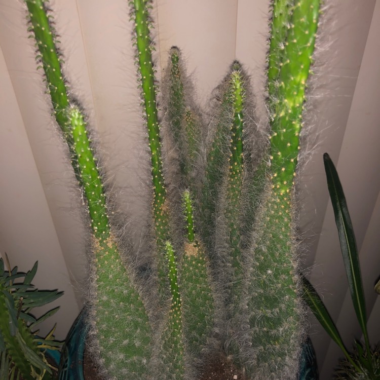 Plant image Opuntia erinacea ursine