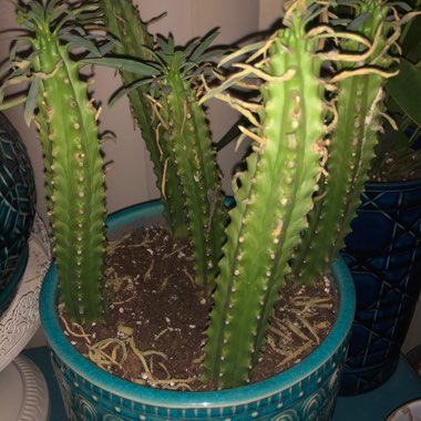 Euphorbia Loricata