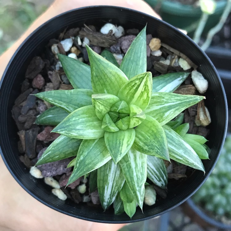 plant image 885136