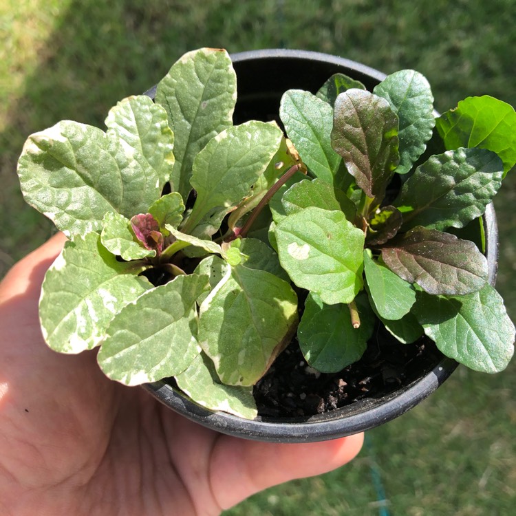 plant image 976811