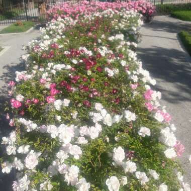 Manuel's garden
