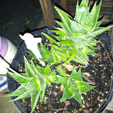 Aloe 'Juvenna'