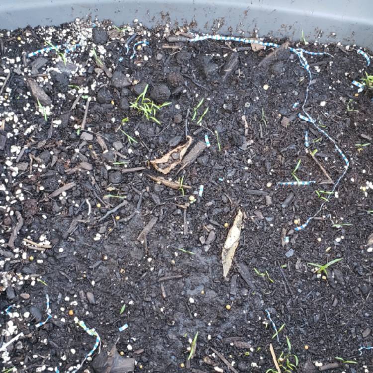plant image 1384077