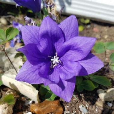 Platycodon grandiflorus 'Astra Blue' (Astra Series) syn. Campanula grandiflora 'Astra Blue'