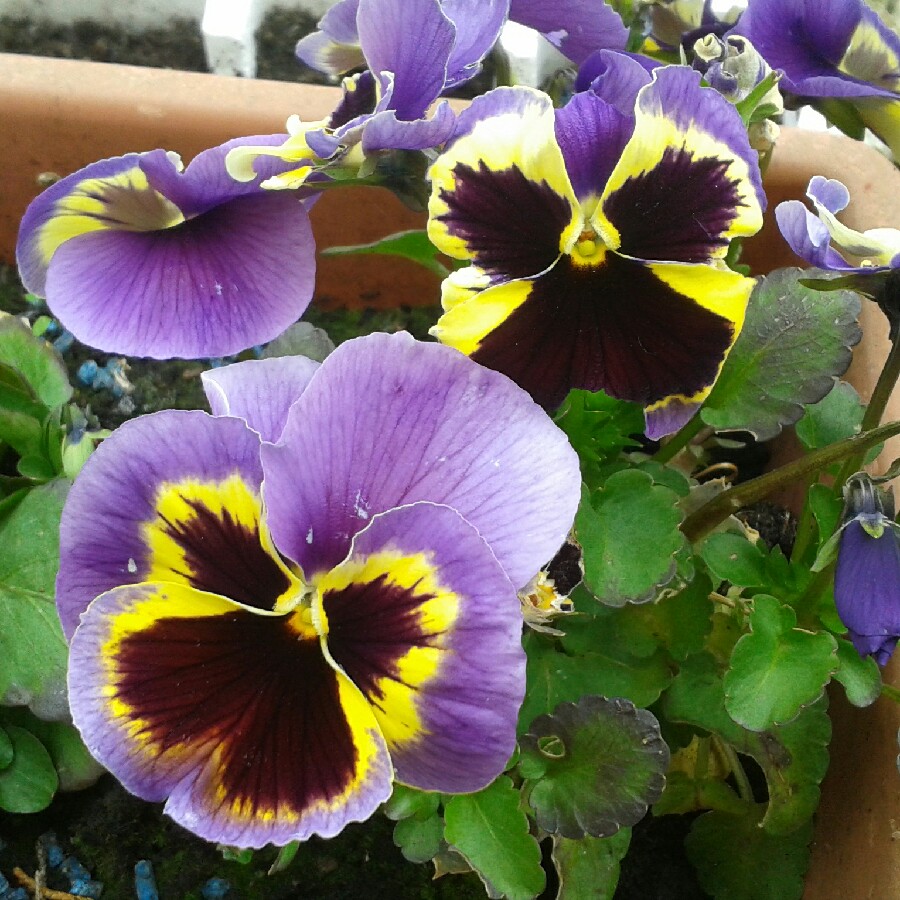 Plant image Viola Matrix Midnight Glow