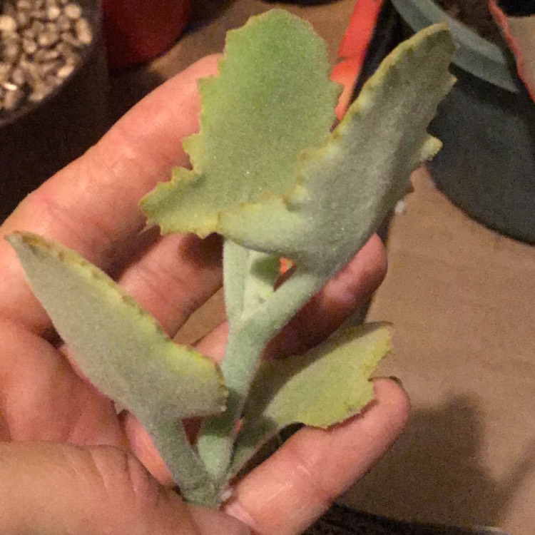 Plant image Kalanchoe Beharensis Oak Leaf