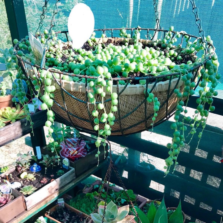 plant image 700035