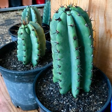 Peruvian Apple Cactus