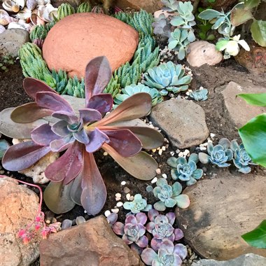 Michelle's garden