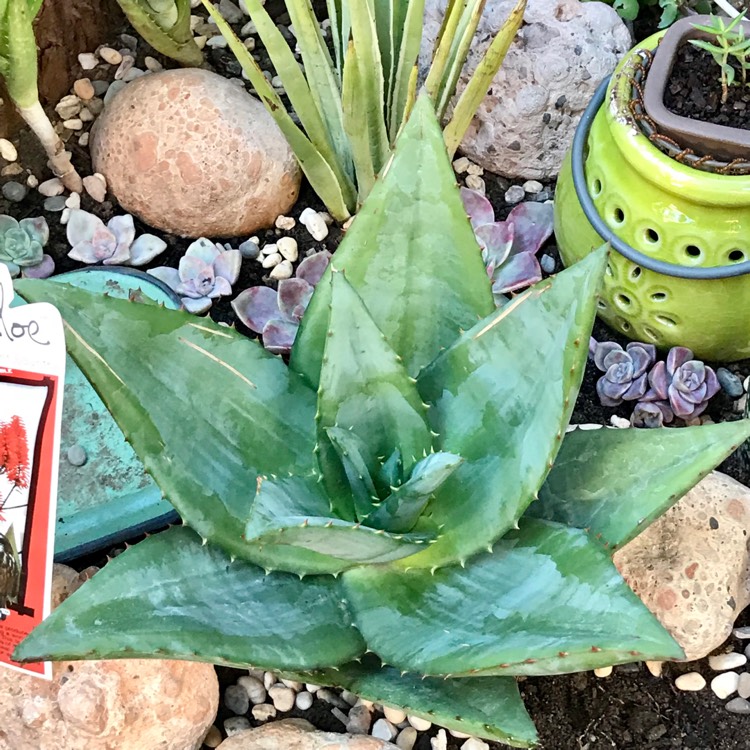 plant image 727423